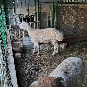 овеч