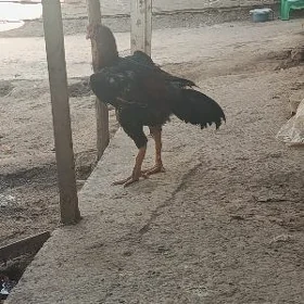 horaZ paroda