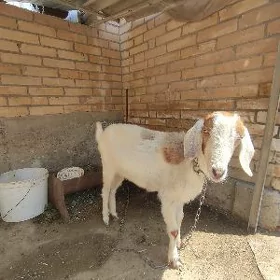 Geçi