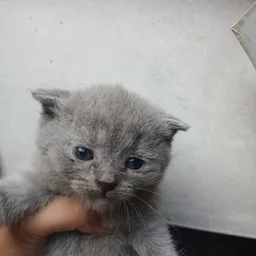 котёнок