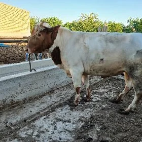 окуз