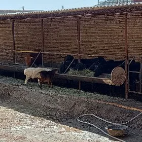 Öküzler