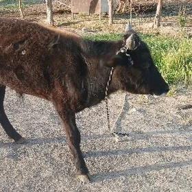 öküzçe