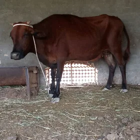 Goleli  sygyr