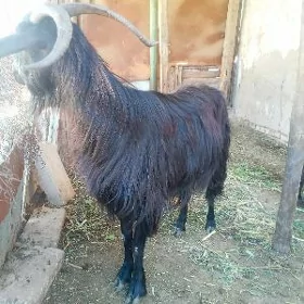bogaz geçi