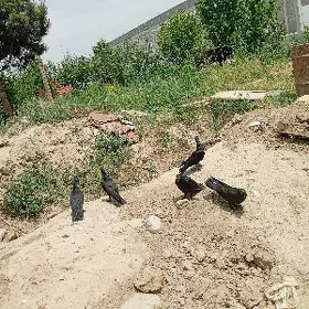 Satlyk Kepderi