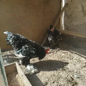 brama mramyr