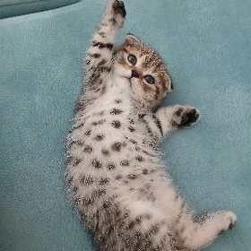 Шотландские котята