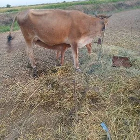 goleli bogaz sygyr