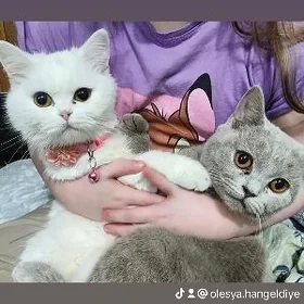 Британки девочки