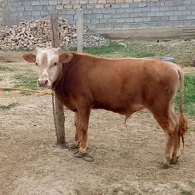 Ökiz