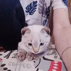 Вислоушка