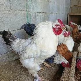 Horaz ýaş