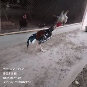 байсов хороз
