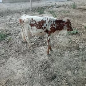 TÜWE