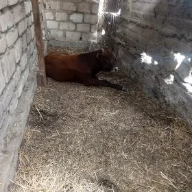 Oküz