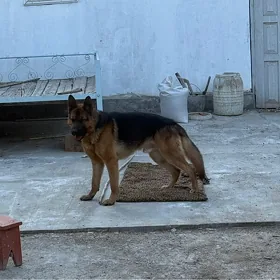овчарка