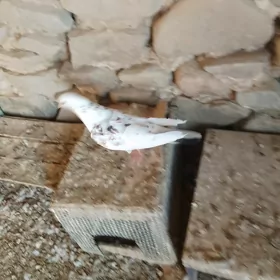 Kepderi