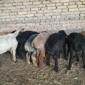gurbanlyga goclar