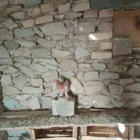 Kepderi