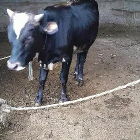 tuwe weokuz
