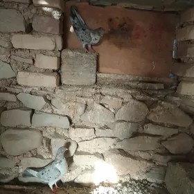 Kepderi