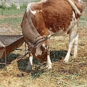 Göleli sygyr