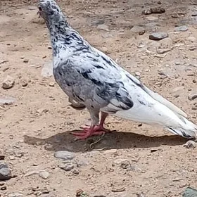 kepderi