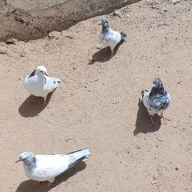 kepderi