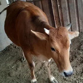 tüwe