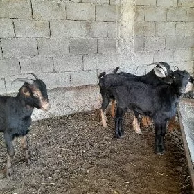 4 sany çebiş