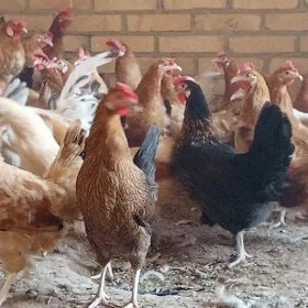 10aÿlyk broy mesni towuklar
