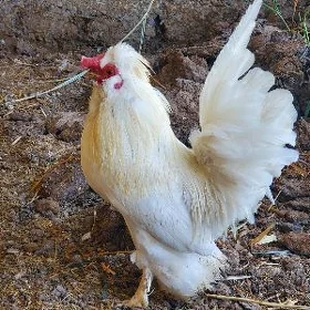 Ýaponçik