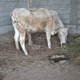 GOLELI SYGYR