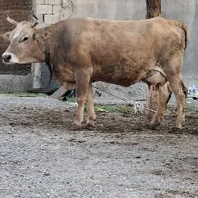 Sygyr