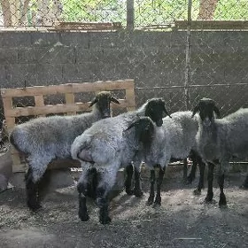 goýun