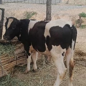 ökuzçe