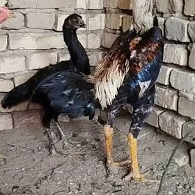 horaz