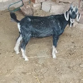 serka