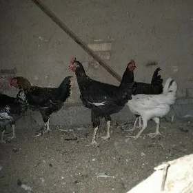 arassa jersi