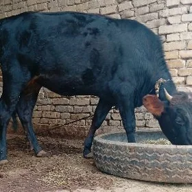 gulojun gole