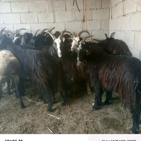 goyun geçi