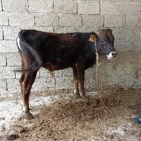 öküz