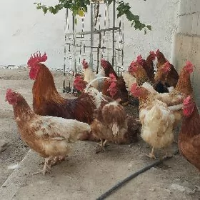 guzlayjy towuk gyzyl