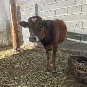 Öküz