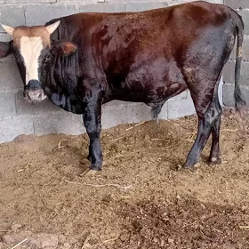 Ökiz