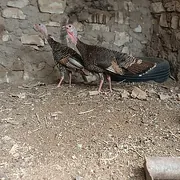 İnduk