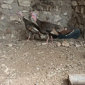 İnduk