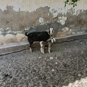 awlakly geçi