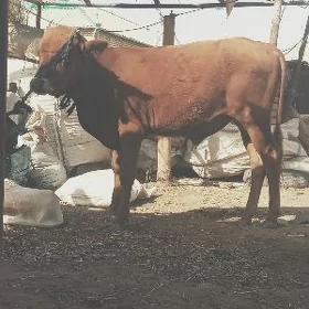 ökiz